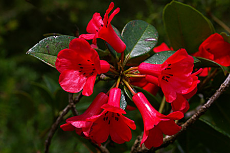 Rhododendron viriosum - picture by Brian Walters