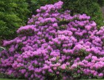 Rhododendron