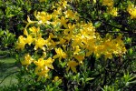 Rhododendron_luteum