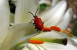 scarlet lily beetle