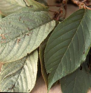 Silver Leaf- infected leaves (left) compared to healthy