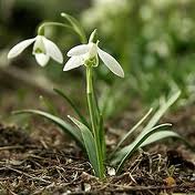 The first snowdrop flower an indicator of spring