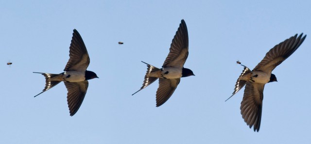 The first Swallow an indicator of spring