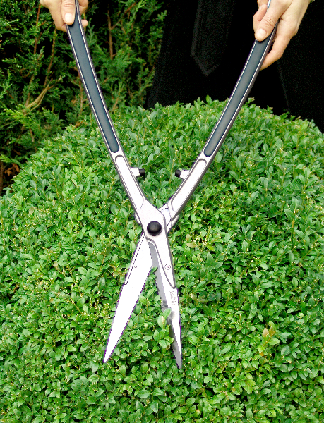 Give any Box topiary or hedges a trim this month- tradtionally done on 'Derby Day' in the UK!