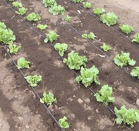 Keep newly planted veg well watered- an automatic seep hose system is great if you're going on holiday