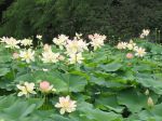 Water_lilies