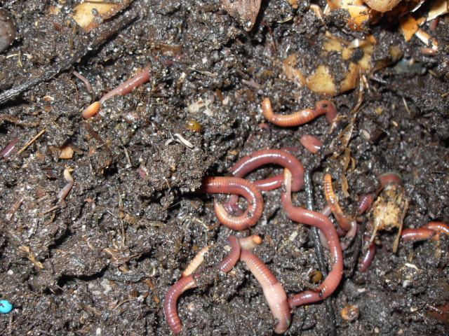 worms at work in compost-making