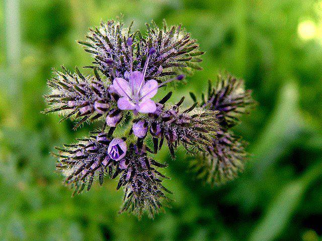 PicPost: Ready to pop