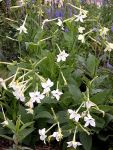 450px-Nicotiana_alata1By_Carl_E_Lewis