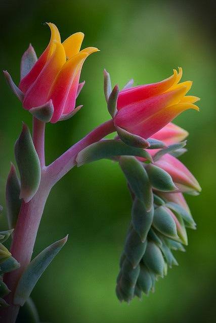 PicPost: Echeveria