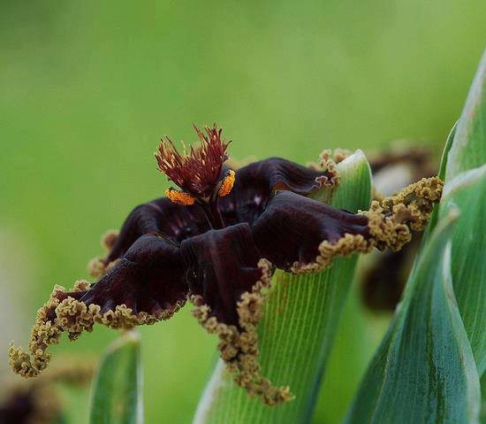 Picpost: Frilled to be here