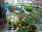 Balcony garden growing herbs and&nbsp;food