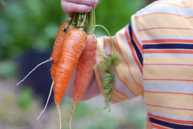 Carrot harvest via vegetables matter blogspot