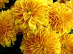 Chrysanthemums