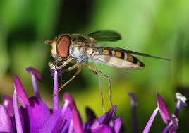 Encourage pest predators like hoverflies by attractive plantings and think about creating winter habitats now