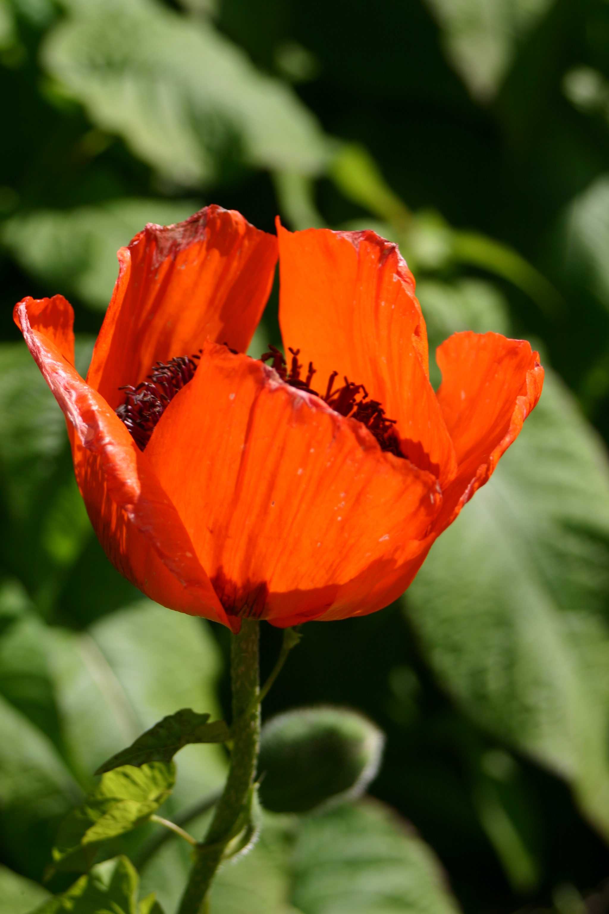 Early flowerign perennila slike Oriental poppies can be cut back hard to encourage new foliage and some will also flower again