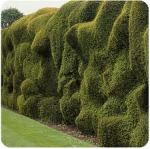 informal trimmed hedge