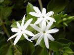 Jasminum-Multiflorum ‘white star&nbsp;jasmine’