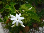 Jasminum_multiflorum
