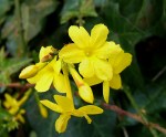 Jasminum_nudiflorum