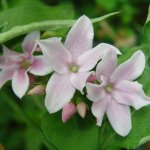 jasminum_stephanense