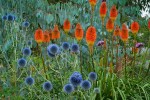 Kniphofia and Echinops