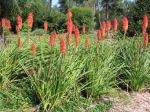 kniphofia group