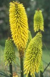 Kniphofia ‘Wrexham buttercup’