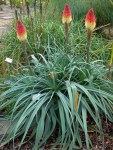 Kniphofia_caulescens_