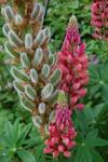 lupins gfw