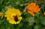 marigolds and bee