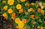 marigolds edn gdn