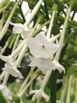 Nicotiana sylvestris