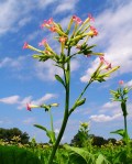 Nicotiana_tabacum_002