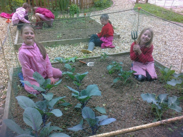 Cawston primary School- weeding the cabbages and calabrese