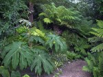 Tetrapanax_and_tree_ferns exotic gdn