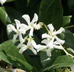 Trachelospermum_jasminoides