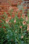 verbascum Ed gdn