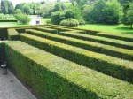 yew-hedge-maze_21352479