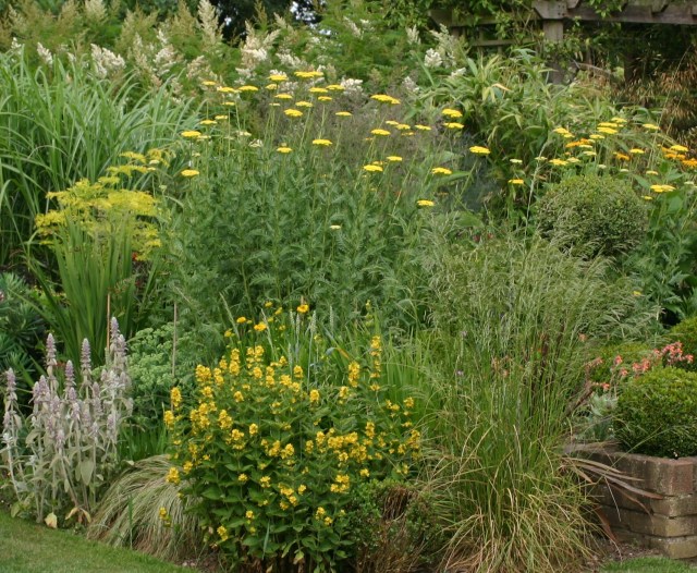 Achilleas coming into flower at the back of one of Old School Garden's borders