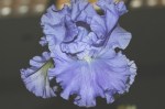 bearded iris