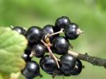 blackcurrants