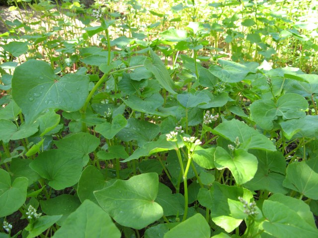 Buckwheat has flowers that are attractive to beneficial insects