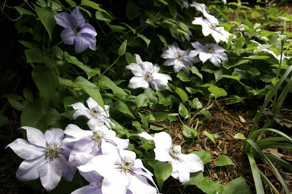 clematis ground cover