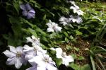 clematis ground cover