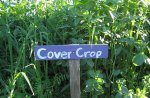 cover crop