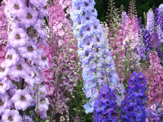delphiniums
