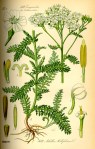 Illustration_Achillea_millefolium