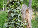 ivy on tree&nbsp;stump
