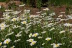 Leucanthemum